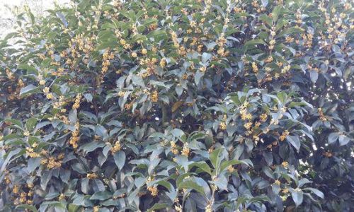 Drying and Preserving Fresh Osmanthus Flowers:A Comprehensive Guide