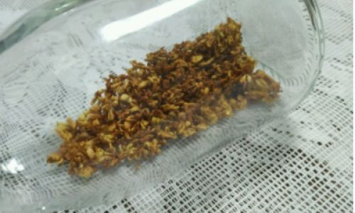 Drying Fresh Osmanthus Flowers:A Comprehensive Guide