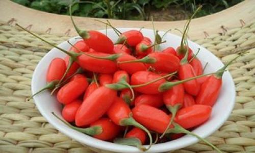 Can Fresh Goji Berries Be Consumed?An In-Depth Exploration