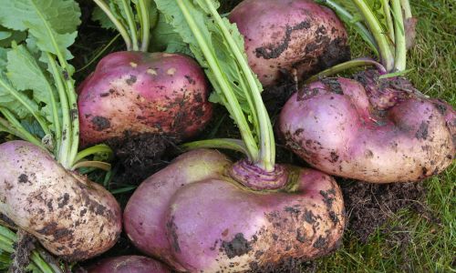The Optimal Way to Peel and Preserve Fresh Kudzu Root
