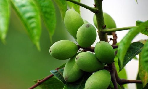 Discovering the Culinary Versatility of Fresh Olives:Delightful Ways to Enjoy