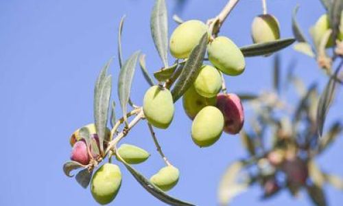 Discovering the Culinary Versatility of Fresh Olives:Delightful Ways to Enjoy