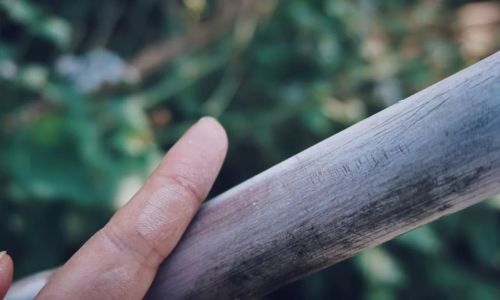 Preserving Fresh Sugarcane Seeds:Effective Methods and Techniques