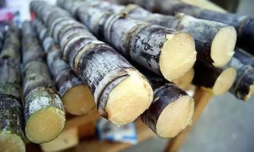 Preserving Fresh Sugarcane Seeds:Effective Methods and Techniques