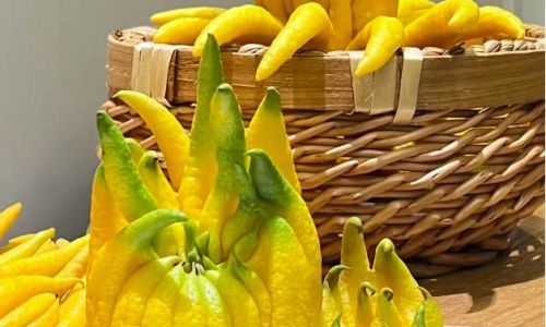 Exploring the Delightful Ways to Enjoy Fresh Buddhas Hand Fruit