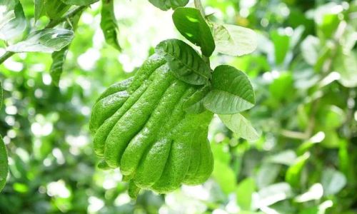 Exploring the Delightful Ways to Enjoy Fresh Buddhas Hand Fruit