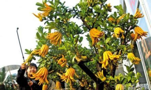 Discovering the Right Way to Enjoy Fresh Bergamot:A Culinary Journey