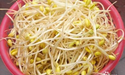 How to Cook Fresh Sprouts Deliciously and Simply