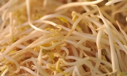 How to Cook Fresh Sprouts Deliciously and Simply