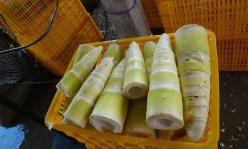 Preserving the Freshness of Bamboo Shoots for Extended Periods