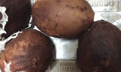 Preserving Fresh Bamboo Fungus Dictyophora indusiata)A Comprehensive Guide
