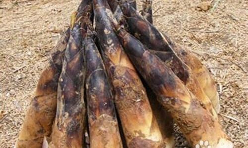 Preserving Fresh Bamboo Fungus Dictyophora indusiata)A Comprehensive Guide