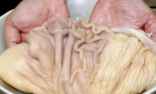Preserving Fresh Pigs Stomach:Effective Methods and Tips