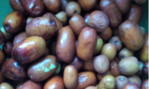 Drying Fresh Jujubes:A Comprehensive Guide