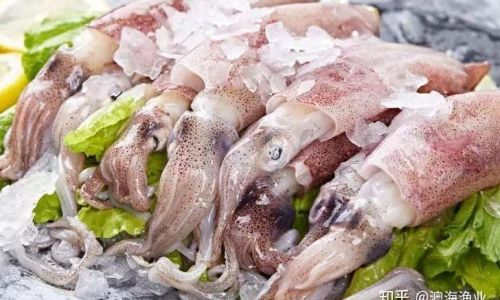 Preserving the Freshness of Fresh Squid:Effective Techniques and Tips