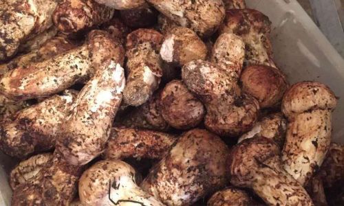 Preserving the Freshness of Wild Matsutake Mushrooms:Storage Techniques and Tips