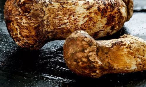 Preserving the Freshness of Wild Matsutake Mushrooms:Storage Techniques and Tips