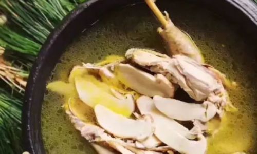 Preserving the Freshness of Wild Matsutake Mushrooms:Storage Techniques and Tips