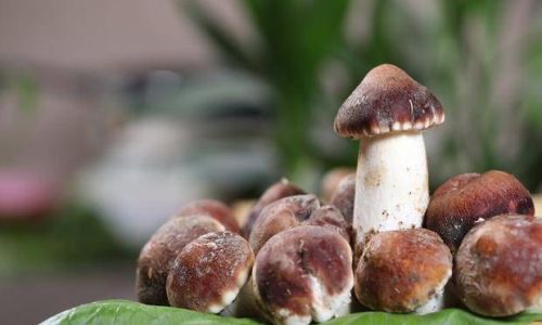 Preserving the Freshness of Wild Matsutake Mushrooms:Storage Techniques and Tips