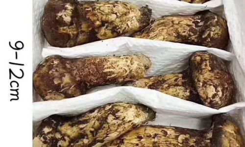 Preserving the Freshness of Wild Matsutake Mushrooms:Storage Techniques and Tips