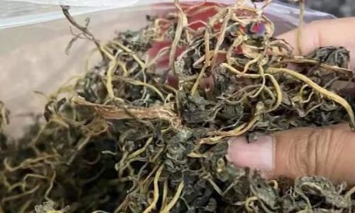 Drying Fresh Snow Fungus:A Comprehensive Guide