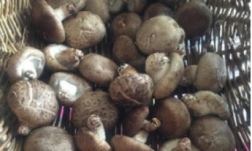 Drying Fresh Snow Fungus:A Comprehensive Guide