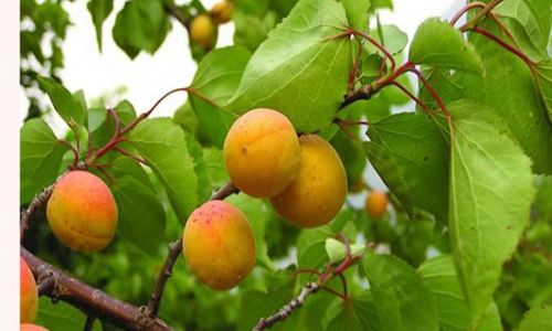 Delightful Ways to Cook with Fresh Apricots