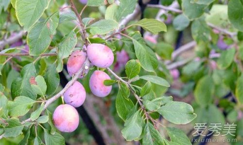 Preserving the Freshness of Pluots:Effective Storage Tips