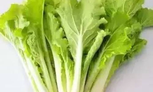 Can Fresh Lettuce Be Stored in the Refrigerator for Preservation?