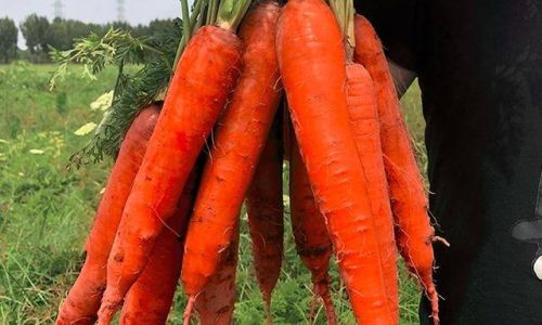 How Long Can Fresh Vegetables Be Stored Before They Become Unsafe to Eat?