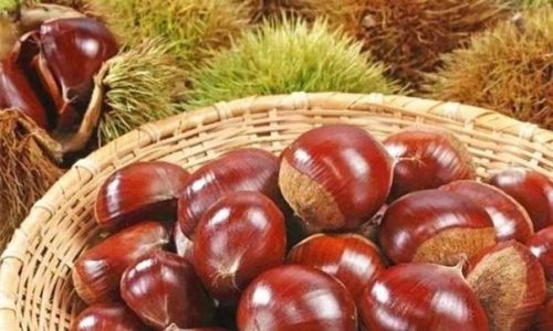 Preserving Fresh Raw Chestnuts:A Comprehensive Guide