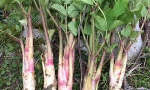 Drying Fresh Ginseng:A Comprehensive Guide