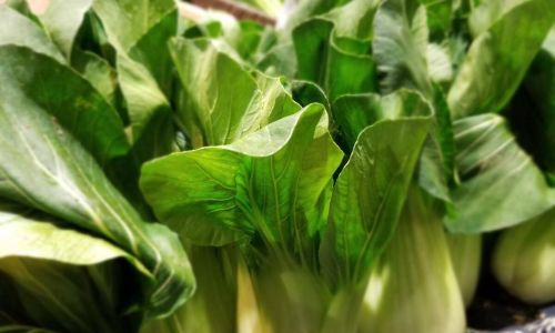Preserving Fresh Greens:Effective Tips for Longer Shelf Life