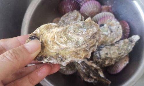 How to Select Fresh Oysters:A Comprehensive Guide