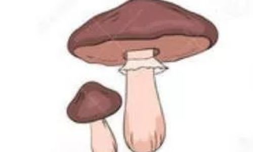 Preserving the Freshness of Mushrooms:Effective Techniques and Tips