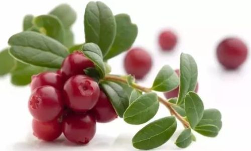 How to Select Fresh Cranberries:A Comprehensive Guide
