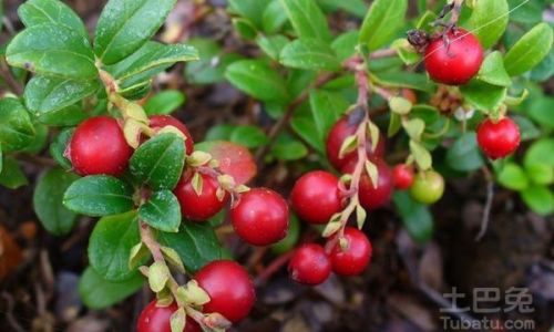 How to Select Fresh Cranberries:A Comprehensive Guide