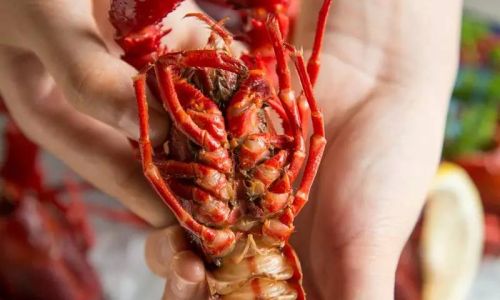 Preserving Fresh Lobster:Tips and Techniques for Optimal Freshness