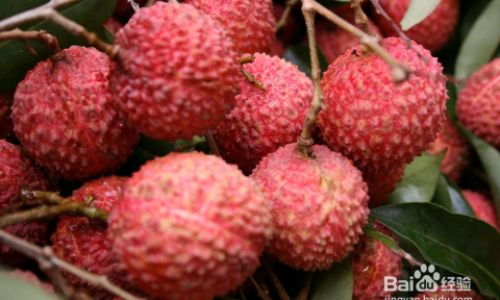 Preserving the Sweetness:How to Store Fresh Lychees
