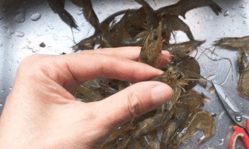 Preserving Fresh Geoduck Shrimp:A Comprehensive Guide