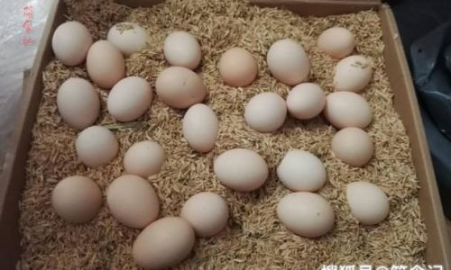 The Dos and Donts of Storing Fresh Eggs:What Foods to Avoid Keeping Them With