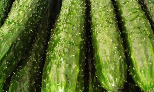 Preserving the Freshness of Cucumbers:Tips and Techniques