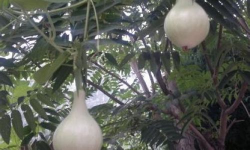 The Art of Drying Fresh Gourds:Preserving Natures Bounty