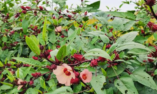 Drying Fresh Rose of Sharon Hibiscus sabdariffa)the Right Way