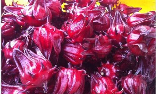 Drying Fresh Rose of Sharon Hibiscus sabdariffa)the Right Way