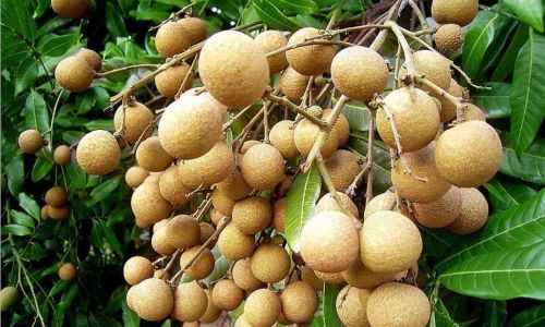 Preserving the Freshness of Longan:Effective Techniques and Tips