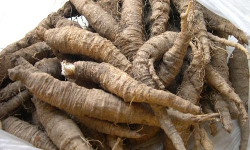 Preserving Fresh Codonopsis Root for Extended Periods:Effective Strategies and Tips