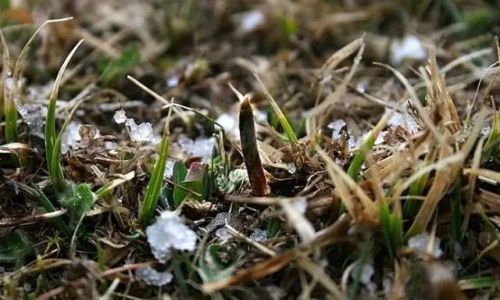 Preserving the Freshness of Grass:Effective Techniques and Tips