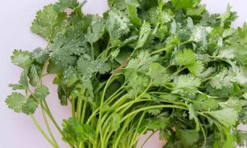 Preserving the Freshness of Grass:Effective Techniques and Tips