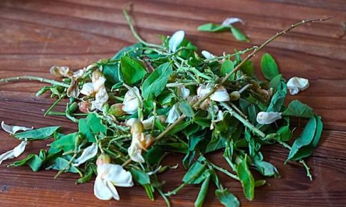 From Freezer to Table:Creative and Delicious Ways to Enjoy Blanched and Frozen Acacia Flowers